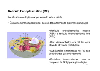 Retículo Endoplasmático (RE) 
Localizado no citoplasma, permeando toda a célula. 
• Única membrana lipoprotéica, que se dobra formando cisternas ou túbulos 
• Retículo endoplasmático rugoso 
(RER) e retículo endoplasmático liso 
(REL) 
• Bem desenvolvidos em células com 
elevada atividade metabólica 
• Substâncias sintetizadas no RE são 
direcionadas para os vacúolos 
• Proteínas transportadas para o 
complexo de Golgi para glicosilação 
21 
 