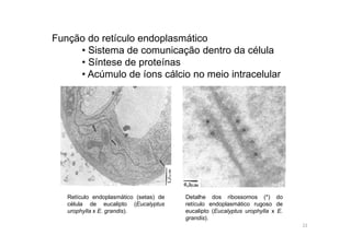 Função do retículo endoplasmático 
• Sistema de comunicação dentro da célula 
• Síntese de proteínas 
• Acúmulo de íons cálcio no meio intracelular 
Retículo endoplasmático (setas) de 
célula de eucalipto (Eucalyptus 
urophylla x E. grandis). 
Detalhe dos ribossomos (*) do 
retículo endoplasmático rugoso de 
eucalipto (Eucalyptus urophylla x E. 
grandis). 
22 
 
