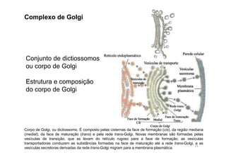 Complexo de Golgi 
Conjunto de dictiossomos 
ou corpo de Golgi 
Estrutura e composição 
do corpo de Golgi 
Corpo de Golgi, ou dictiossomo. É composto pelas cisternas da face de formação (cis), da região mediana 
(medial), da face de maturação (trans) e pela rede trans-Golgi. Novas membranas são formadas pelas 
vesículas de transição, que as levam do retículo rugoso para a face de formação; as vesículas 
transportadoras conduzem as substâncias formadas na face de maturação até a rede trans-Golgi, e as 
vesículas secretoras derivadas da rede trans-Golgi migram para a membrana plasmática. 23 
 