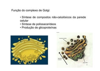 Função do complexo de Golgi: 
• Síntese de compostos não-celulósicos da parede 
celular 
• Síntese de polissacarídeos 
• Produção de glicoproteínas 
24 
 