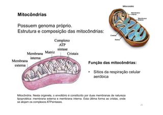 Mitocôndrias 
Possuem genoma próprio. 
Estrutura e composição das mitocôndrias: 
Função das mitocôndrias: 
• Sítios da respiração celular 
aeróbica 
Mitocôndria. Nesta organela, o envoltório é constituído por duas membranas de natureza 
lipoprotéica: membrana externa e membrana interna. Esta última forma as cristas, onde 
se alojam os complexos ATPsintases. 
25 
 