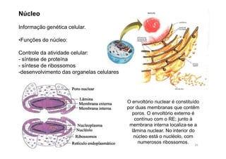 Núcleo 
Informação genética celular. 
•Funções do núcleo: 
Controle da atividade celular: 
- síntese de proteína 
- síntese de ribossomos 
-desenvolvimento das organelas celulares 
O envoltório nuclear é constituído 
por duas membranas que contêm 
poros. O envoltório externo é 
contínuo com o RE; junto à 
membrana interna localiza-se a 
lâmina nuclear. No interior do 
núcleo está o nucléolo, com 
numerosos ribossomos. 
26 
