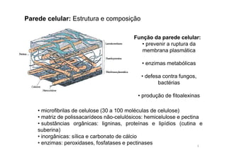 Parede celular: Estrutura e composição 
Função da parede celular: 
• prevenir a ruptura da 
membrana plasmática 
• enzimas metabólicas 
• defesa contra fungos, 
bactérias 
• produção de fitoalexinas 
• microfibrilas de celulose (30 a 100 moléculas de celulose) 
• matriz de polissacarídeos não-celulósicos: hemicelulose e pectina 
• substâncias orgânicas: ligninas, proteínas e lipídios (cutina e 
suberina) 
• inorgânicas: sílica e carbonato de cálcio 
• enzimas: peroxidases, fosfatases e pectinases 
3 
 