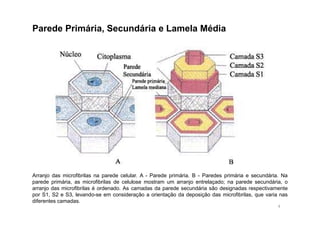 Parede Primária, Secundária e Lamela Média 
Arranjo das microfibrilas na parede celular. A - Parede primária. B - Paredes primária e secundária. Na 
parede primária, as microfibrilas de celulose mostram um arranjo entrelaçado; na parede secundária, o 
arranjo das microfibrilas é ordenado. As camadas da parede secundária são designadas respectivamente 
por S1, S2 e S3, levando-se em consideração a orientação da deposição das microfibrilas, que varia nas 
diferentes camadas. 
4 
 