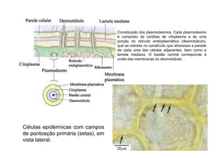 Constituição dos plasmodesmos. Cada plasmodesmo 
é composto de cordões de citoplasma e de uma 
porção do retículo endoplasmático (desmotúbulo), 
que se estreita no canalículo que atravessa a parede 
de cada uma das células adjacentes, bem como a 
lamela mediana. O bastão central corresponde à 
união das membranas do desmotúbulo. 
Células epidérmicas com campos 
de pontoação primária (setas), em 
vista lateral. 
6 
 