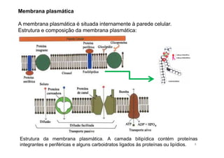 Membrana plasmática 
A membrana plasmática é situada internamente à parede celular. 
Estrutura e composição da membrana plasmática: 
Estrutura da membrana plasmática. A camada bilipídica contém proteínas 
integrantes e periféricas e alguns carboidratos ligados às proteínas ou lipídios. 8 
 