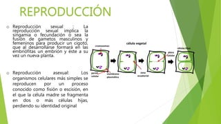 REPRODUCCIÓN
o Reproducción sexual : La
reproducción sexual implica la
singamia o fecundación o sea la
fusión de gametos masculinos y
femeninos para producir un cigoto,
que al desarrollarse formará en las
embriófitas un embrión y éste a su
vez un nueva planta.
o Reproducción asexual: Los
organismos celulares más simples se
reproducen por un proceso
conocido como fisión o escisión, en
el que la célula madre se fragmenta
en dos o más células hijas,
perdiendo su identidad original
 