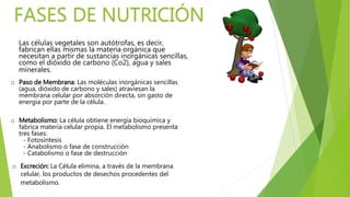FASES DE NUTRICIÓN
Las células vegetales son autótrofas, es decir,
fabrican ellas mismas la materia orgánica que
necesitan a partir de sustancias inorgánicas sencillas,
como el dióxido de carbono (Co2), agua y sales
minerales.
o Paso de Membrana: Las moléculas inorgánicas sencillas
(agua, dióxido de carbono y sales) atraviesan la
membrana celular por absorción directa, sin gasto de
energía por parte de la célula.
o Metabolismo: La célula obtiene energía bioquímica y
fabrica materia celular propia. El metabolismo presenta
tres fases:
- Fotosíntesis
- Anabolismo o fase de construcción
- Catabolismo o fase de destrucción
o Excreción: La Célula elimina, a través de la membrana
celular, los productos de desechos procedentes del
metabolismo.
 