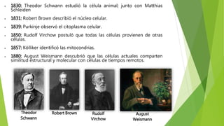  1830: Theodor Schwann estudió la célula animal; junto con Matthias
Schleiden
 1831: Robert Brown describió el núcleo celular.
 1839: Purkinje observó el citoplasma celular.
 1850: Rudolf Virchow postuló que todas las células provienen de otras
células.
 1857: Kölliker identificó las mitocondrias.
 1880: August Weismann descubrió que las células actuales comparten
similitud estructural y molecular con células de tiempos remotos.
Theodor
Schwann
Rudolf
Virchow
Robert Brown August
Weismann
 