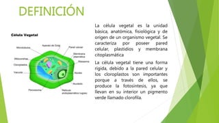 La célula vegetal es la unidad
básica, anatómica, fisiológica y de
origen de un organismo vegetal. Se
caracteriza por poseer pared
celular, plastidios y membrana
citoplasmática
La célula vegetal tiene una forma
rígida, debido a la pared celular y
los cloroplastos son importantes
porque a través de ellos, se
produce la fotosíntesis, ya que
llevan en su interior un pigmento
verde llamado clorofila.
DEFINICIÓN
 