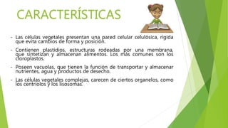 - Las células vegetales presentan una pared celular celulósica, rígida
que evita cambios de forma y posición.
- Contienen plastidios, estructuras rodeadas por una membrana,
que sintetizan y almacenan alimentos. Los más comunes son los
cloroplastos.
- Poseen vacuolas, que tienen la función de transportar y almacenar
nutrientes, agua y productos de desecho.
- Las células vegetales complejas, carecen de ciertos organelos, como
los centriolos y los lisosomas.
CARACTERÍSTICAS
 