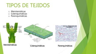 o Meristemáticas
o Colenquimáticas
o Parenquimáticas
TIPOS DE TEJIDOS
Meristemáticas Colenquimáticas Parenquimáticas
 