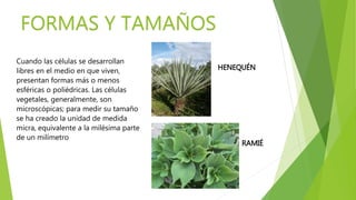 Cuando las células se desarrollan
libres en el medio en que viven,
presentan formas más o menos
esféricas o poliédricas. Las células
vegetales, generalmente, son
microscópicas; para medir su tamaño
se ha creado la unidad de medida
micra, equivalente a la milésima parte
de un milímetro
FORMAS Y TAMAÑOS
HENEQUÉN
RAMIÉ
 