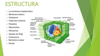 ESTRUCTURA
o La membrana citoplasmática
o Membrana externa
o Citoplasma
o Orgánulos celulares
o Plastidios
o Mitocondrias
o Ribosomas
o Aparato de Golgi
o Centrosoma
o Núcleo
o Membrana nuclear
 