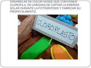 ORGANELAS DE COLOR VERDE QUE CONTIENEN
CLOROFILA, EN CARGADA DE CAPTAR LA ENERGÍA
SOLAR DURANTE LA FOTOSÍNTESIS Y FABRICAR SU
PROPIO ALIMENTO.
 