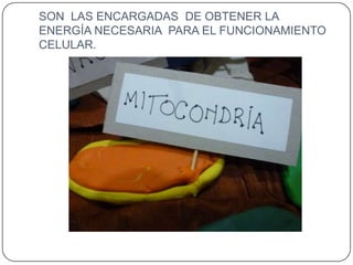 SON LAS ENCARGADAS DE OBTENER LA
ENERGÍA NECESARIA PARA EL FUNCIONAMIENTO
CELULAR.
 
