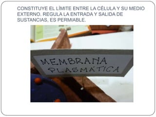 CONSTITUYE EL LÍMITE ENTRE LA CÉLULA Y SU MEDIO
EXTERNO. REGULA LA ENTRADA Y SALIDA DE
SUSTANCIAS, ES PERMIABLE.
 
