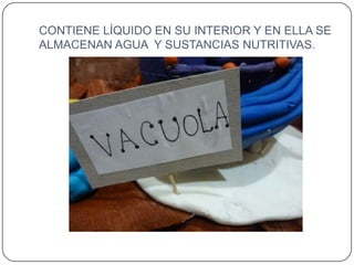CONTIENE LÍQUIDO EN SU INTERIOR Y EN ELLA SE
ALMACENAN AGUA Y SUSTANCIAS NUTRITIVAS.
 