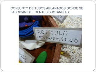 CONJUNTO DE TUBOS APLANADOS DONDE SE
FABRICAN DIFERENTES SUSTANCIAS.
 