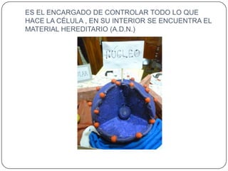 ES EL ENCARGADO DE CONTROLAR TODO LO QUE
HACE LA CÉLULA , EN SU INTERIOR SE ENCUENTRA EL
MATERIAL HEREDITARIO (A.D.N.)
 