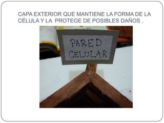 CAPA EXTERIOR QUE MANTIENE LA FORMA DE LA
CÉLULA Y LA PROTEGE DE POSIBLES DAÑOS .
 