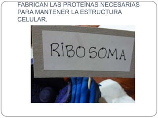 FABRICAN LAS PROTEÍNAS NECESARIAS
PARA MANTENER LA ESTRUCTURA
CELULAR.
 