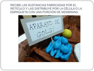 RECIBE LAS SUSTANCIAS FABRICADAS POR EL
RETÍCULO Y LAS DISTRIBUYE POR LA CÉLULA O LA
EMPAQUETA CON UNA PORCIÓN DE MEMBRANA.
 