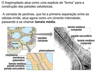 O fragmoplasto atua como uma espécie de “forma” para a construção das paredes celulósicas.  A camada de pectinas, que foi a primeira separação entre as células-irmãs, atua agora como um cimento intercelular, passando a se chamar  lamela média . 