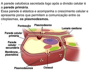 A parede celulósica secretada logo após a divisão celular é a  parede primária .  Essa parede é elástica e acompanha o crescimento celular e apresenta poros que permitem a comunicação entre os citoplasmas,  os plasmodesmos. . 