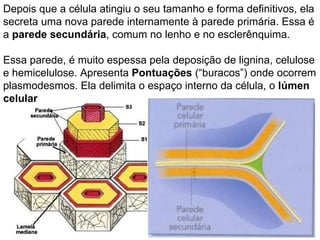 Depois que a célula atingiu o seu tamanho e forma definitivos, ela secreta uma nova parede internamente à parede primária. Essa é a  parede secundária , comum no lenho e no esclerênquima. Essa parede, é muito espessa pela deposição de lignina, celulose e hemicelulose. Apresenta  Pontuações  (“buracos”) onde ocorrem plasmodesmos. Ela delimita o espaço interno da célula, o  lúmen celular 