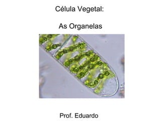 Célula Vegetal:  As Organelas Prof. Eduardo 