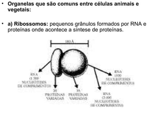 Organelas que são comuns entre células animais e vegetais: a) Ribossomos:  pequenos grânulos formados por RNA e proteínas onde acontece a síntese de proteínas. 