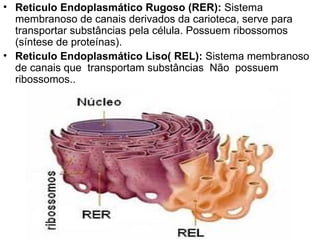 Reticulo Endoplasmático Rugoso (RER):  Sistema membranoso de canais derivados da carioteca, serve para transportar substâncias pela célula. Possuem ribossomos (síntese de proteínas).  Reticulo Endoplasmático Liso( REL):  Sistema membranoso de canais que  transportam substâncias  Não  possuem ribossomos.. 