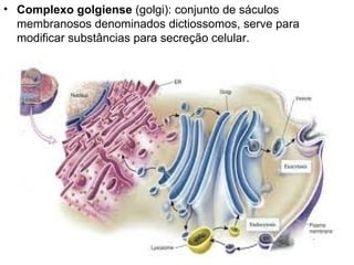 Complexo golgiense  (golgi): conjunto de sáculos membranosos denominados dictiossomos, serve para modificar substâncias para secreção celular. 
