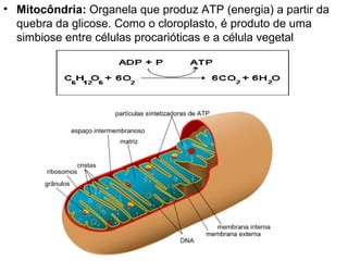 Mitocôndria:  Organela que produz ATP (energia) a partir da quebra da glicose. Como o cloroplasto, é produto de uma simbiose entre células procarióticas e a célula vegetal 