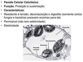 Parede Celular Celulósica : Função : Proteção e sustentação  Características :  Resistente à tensão, decomposição e digestão (somente certos fungos e bactérias possuem enzimas para tal). Permeável (não tem seletividade). Elasticidade 