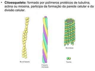 Citoesqueleto:  formado por polímeros protéicos de tubulina, actina ou miosina, participa da formação da parede celular e da divisão celular. 