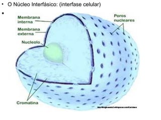 O Núcleo Interfásico: (interfase celular) 