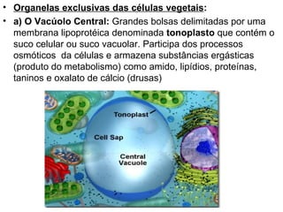 Organelas exclusivas das células vegetais : a) O Vacúolo Central:  Grandes bolsas delimitadas por uma membrana lipoprotéica denominada  tonoplasto  que contém o suco celular ou suco vacuolar. Participa dos processos osmóticos  da células e armazena substâncias ergásticas (produto do metabolismo) como amido, lipídios, proteínas, taninos e oxalato de cálcio (drusas) 