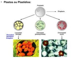 Plastos ou Plastídios:  