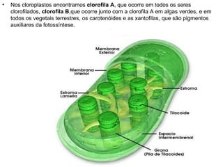 Nos cloroplastos encontramos  clorofila A , que ocorre em todos os seres clorofilados,  clorofila B ,que ocorre junto com a clorofila A em algas verdes, e em todos os vegetais terrestres, os carotenóides e as xantofilas, que são pigmentos auxiliares da fotossíntese. 
