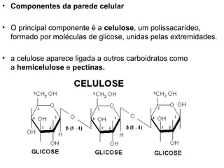 Componentes da parede celular O principal componente é a  celulose , um polissacarídeo, formado por moléculas de glicose, unidas pelas extremidades. a celulose aparece ligada a outros carboidratos como a  hemicelulose  e  pectinas. 