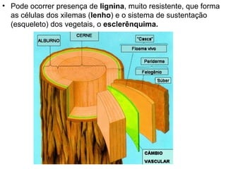Pode ocorrer presença de  lignina , muito resistente, que forma as células dos xilemas ( lenho ) e o sistema de sustentação (esqueleto) dos vegetais, o  esclerênquima. 
