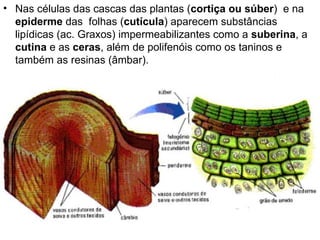 Nas células das cascas das plantas ( cortiça ou súber )  e na  epiderme  das  folhas ( cutícula ) aparecem substâncias lipídicas (ac. Graxos) impermeabilizantes como a  suberina , a  cutina  e as  ceras , além de polifenóis como os taninos e também as resinas (âmbar).  