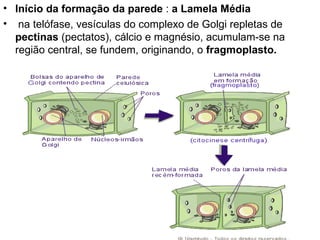 Início da formação da parede  :  a Lamela Média  na telófase, vesículas do complexo de Golgi repletas de  pectinas  (pectatos), cálcio e magnésio, acumulam-se na região central, se fundem, originando, o  fragmoplasto. 