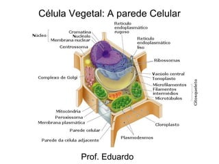 Célula Vegetal: A parede Celular Prof. Eduardo 