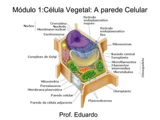 Módulo 1:Célula Vegetal: A parede Celular




              Prof. Eduardo
 
