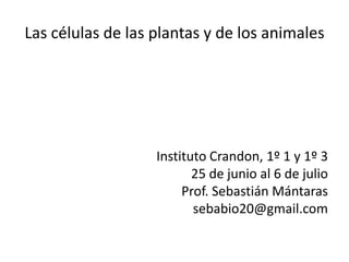 Las células de las plantas y de los animales




                   Instituto Crandon, 1º 1 y 1º 3
                          25 de junio al 6 de julio
                        Prof. Sebastián Mántaras
                          sebabio20@gmail.com
 