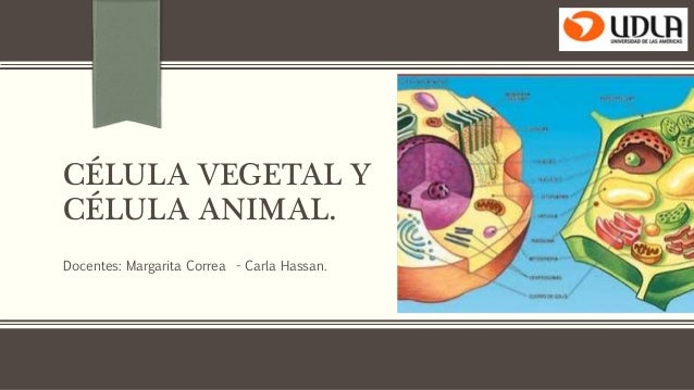 Celula Vegetal Y Celula Animal Ppt
