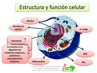 Colegio Senda Nueva – Prof. Natalia Cubillos B.
http://www.colegiosendanueva.com
Chile – ( 56-2 ) – 22 77 24 81 / 8- 493 97 47
Estructura y función celular
Membrana
celular
Capa externa que
rodea a la célula,
está formada por
fosfolípidos,
proteínas y
carbohidratos
Núcleo
Rodeada por una
doble membrana.
Presenta poros y en
su interior
almacena el
material genético o
DNA.
RER
Su función es la
síntesis y
modificación de
proteínas
REL
Su función es la
síntesis de lípidos.
Mitocondria
Su función es la
producción de ATP
(energía).
A. Golgi
Su función es
modificar
químicamente y
distribuir proteínas.
Lisosomas
Su función es la
digestión de
moléculas orgánicas,
proteínas y
principalmente
bacterias.
 